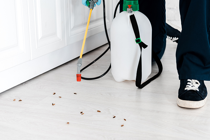 Cockroach Removal Solutions in Flushing, NY
